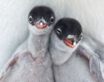 baby penguins
