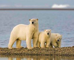 polar_bear_cubs