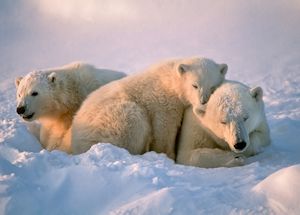 polar bear family